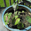 Caladium