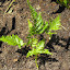 Dryopteris erythrosora - Japanese Shield Fern 'Brilliance'
