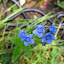 Cynoglossum amabile - Chinese Forget-Me-Not - 'Firmament'
