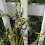 Veronica 'Sightseeing Mix' - blue
