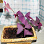 Oxalis vulcanicola - False Shamrock- 'Red Velvet'