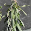 Salvia officinalis - Common Sage