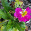 Primula - English Primrose - 'Crescendo Bella Rose'