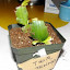 Schlumbergera truncata - Holiday Cactus 'Thor Tenna'