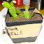 Schlumbergera truncata - Holiday Cactus 'Thor Nille'