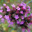 Verbena bonariensis - Vervain