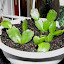 Schlumbergera truncata - Thanksgiving Cactus red, cuttings