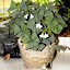 Oxalis - Shamrock Plant - "Charmed Jade"