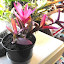Setcreasea - Tradescantia Variegated Purple Heart
