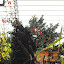 Ilex x meserveae - Holly - 'Blue Princess'