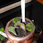 Saintpaulia - Africa Violet, (1) purple/green frill