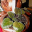 Saintpaulia - African Violet (2) dark leaves/purple underside