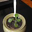 Saintpaulia - African Violet (6) dark green leaf/green underside