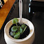 Saintpaulia - African Violet (5) med green round leaf