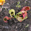 Sarracenia purpurea venosa - Northern Pitcher-plant, Purple Pitcher-plant