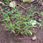 Hypericum prolificum - Shrubby St. Johnswort