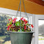 Begonia - Red
