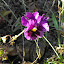 Viola - Pansy - "Blueberry Sundae Mix"