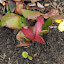 Bergenia cordifolia - Pig Squeak - 'Winterglut'