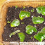 Plectranthus verticillatus - Swedish Ivy