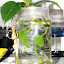 Philodendron scandens - Heart-leaf Philodendron