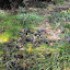 SneIrish's No Mo' Grass Front Lawn garden