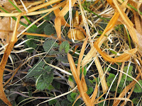 Hyssopheatwave030611