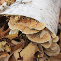Gilled Polypore Mushroom
