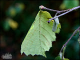 herfst_wandeling11.jpg