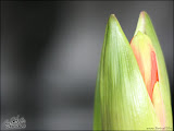 50mmtest1.jpg