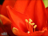 50mmTest7.jpg