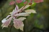 IMG_0174_bartuskn.nl.jpg