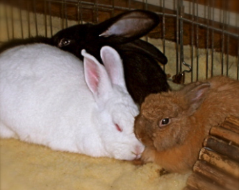 The Bunny Trifecta