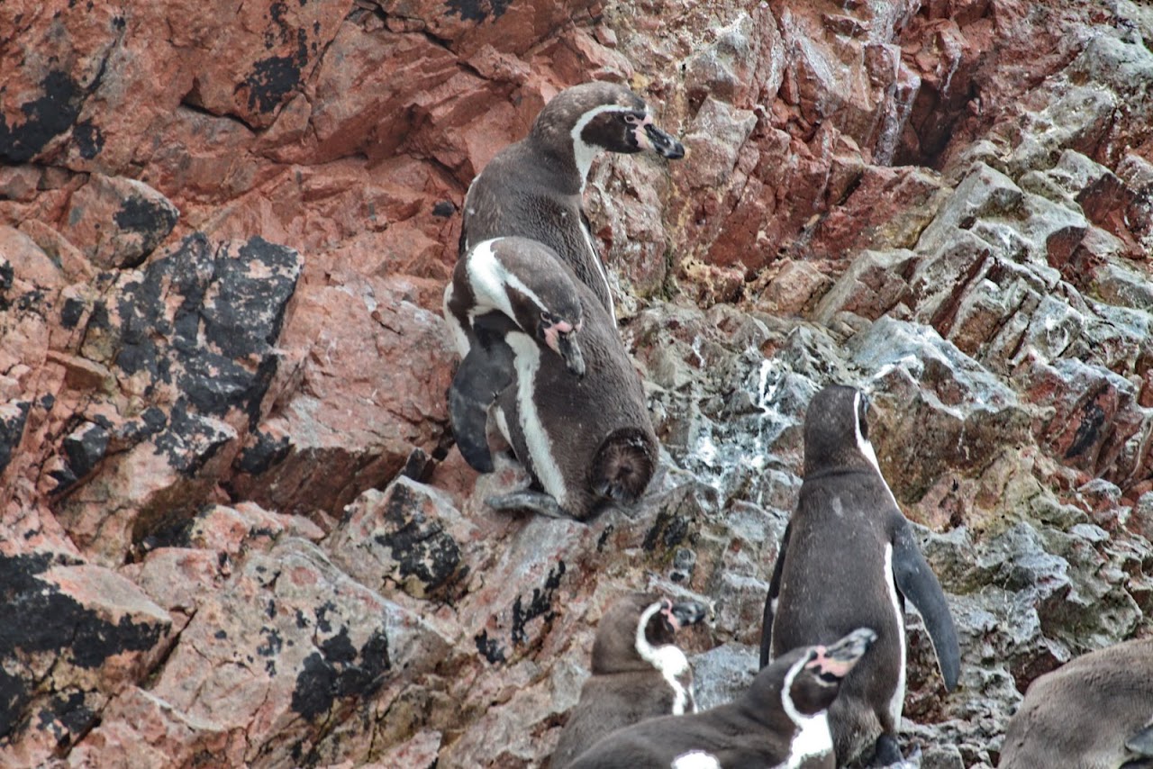 Галопом по перуанским Андам