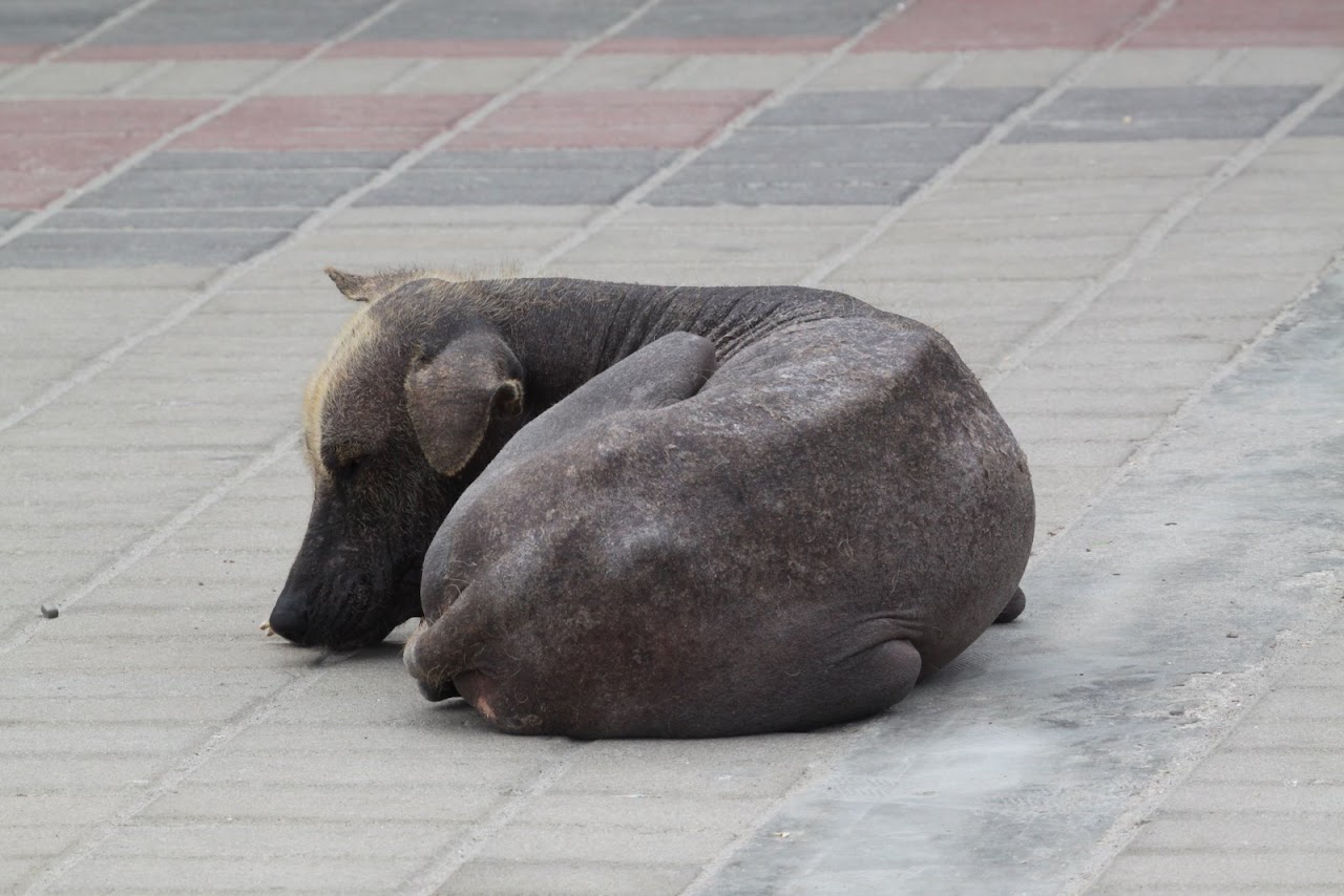 Галопом по перуанским Андам