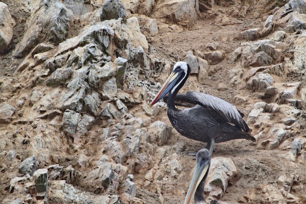 Галопом по перуанским Андам