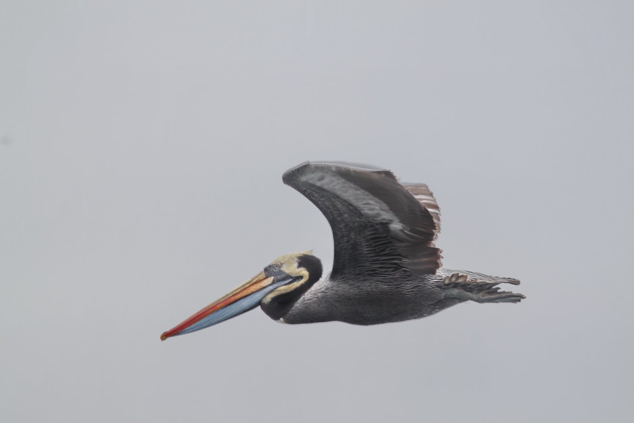Галопом по перуанским Андам