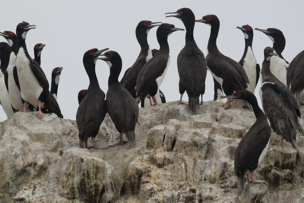 Галопом по перуанским Андам