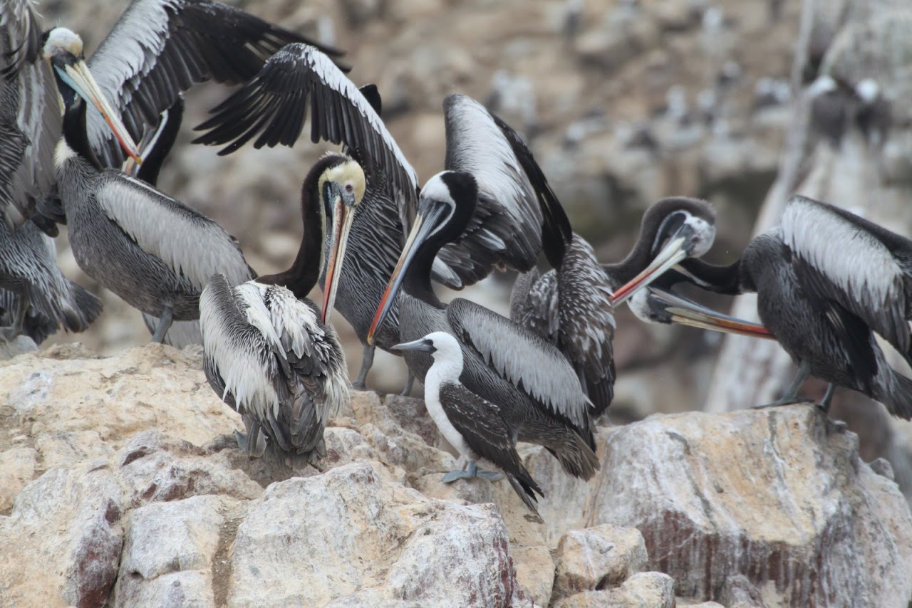 Галопом по перуанским Андам
