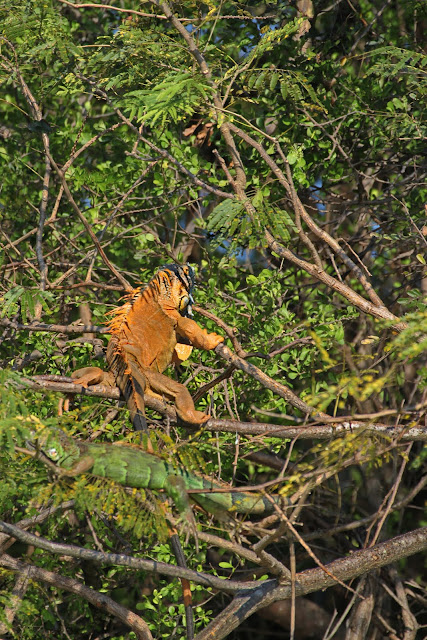 Pura Vida! Тихоокеанское побережье Коста Рики