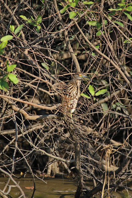 Pura Vida! Тихоокеанское побережье Коста Рики