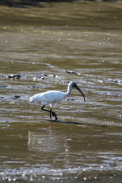 Pura Vida! Тихоокеанское побережье Коста Рики