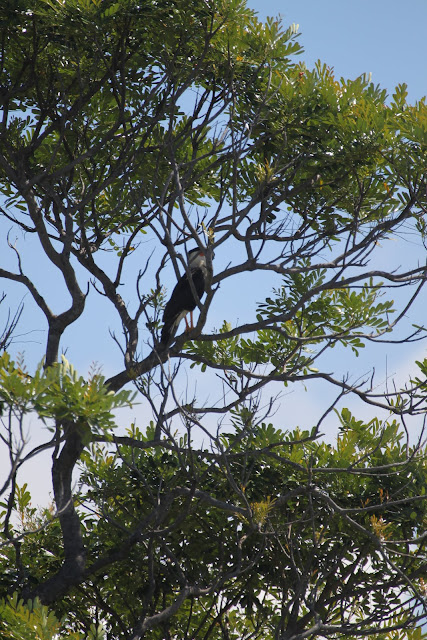 Pura Vida! Тихоокеанское побережье Коста Рики