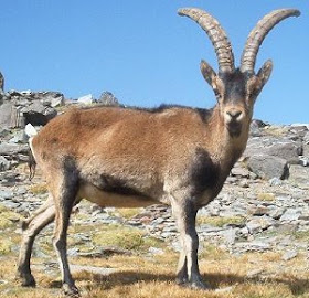 Pyrenean Ibex