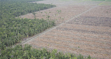 causes of deforestation in venezuela