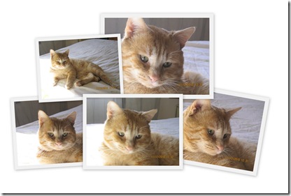 Otto Otto