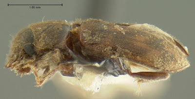 beelouse anterior view