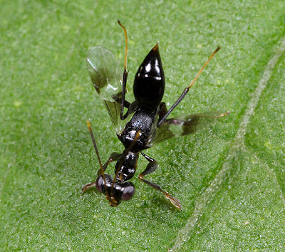 dryinid wasp on leaf