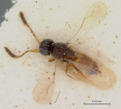 Elysoceraphron wasp specimen