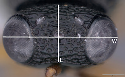 dorsal view of head with lines showing length and width